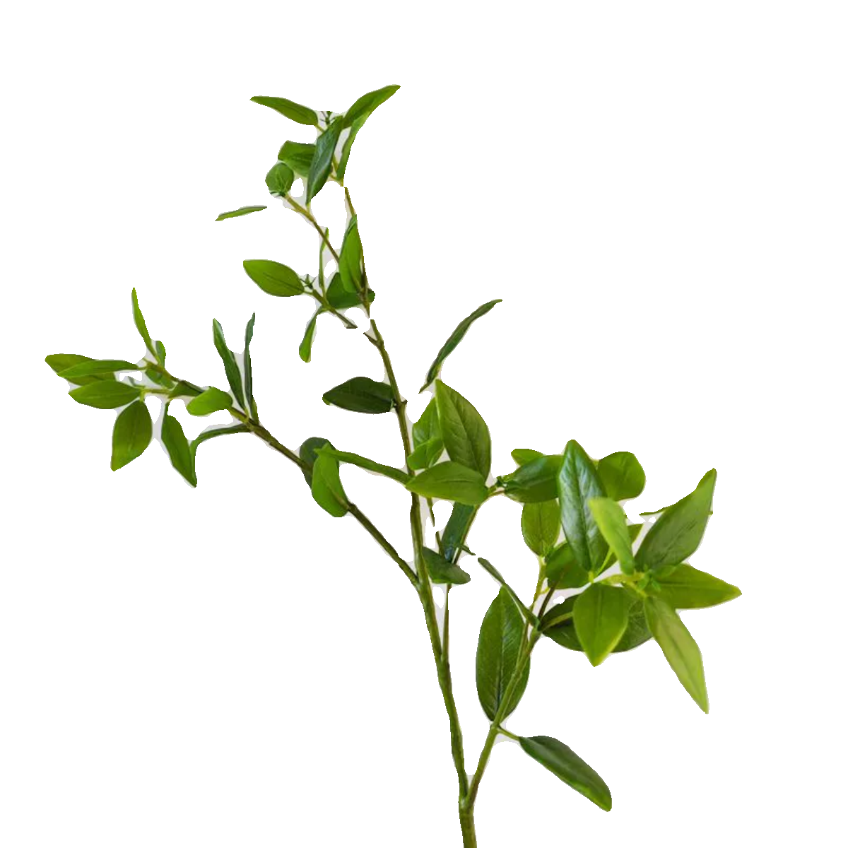 仿真绿植舌雀手感叶精品绿植林植物叶子软装装饰插花装饰配叶 - 图3