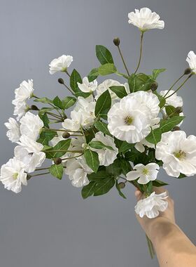 靓陆莲插花中国银莲枝紫娟1