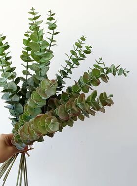 桉树叶尤加利叶仿真绿植