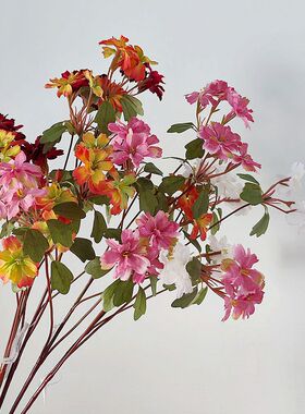 靓石竹花厅中国娟枝桔秋色1