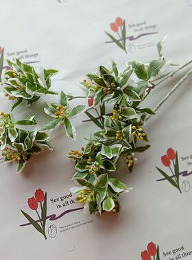 靓靓配草插花中国银边翠枝绿娟1
