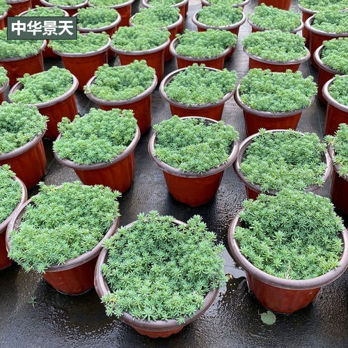 金叶过路黄盆栽多年生佛甲草中华景天黄金翠云草蔓性常绿草坪植物 - 图1