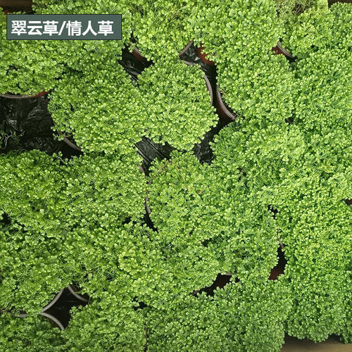 金叶过路黄盆栽多年生佛甲草中华景天黄金翠云草蔓性常绿草坪植物 - 图3