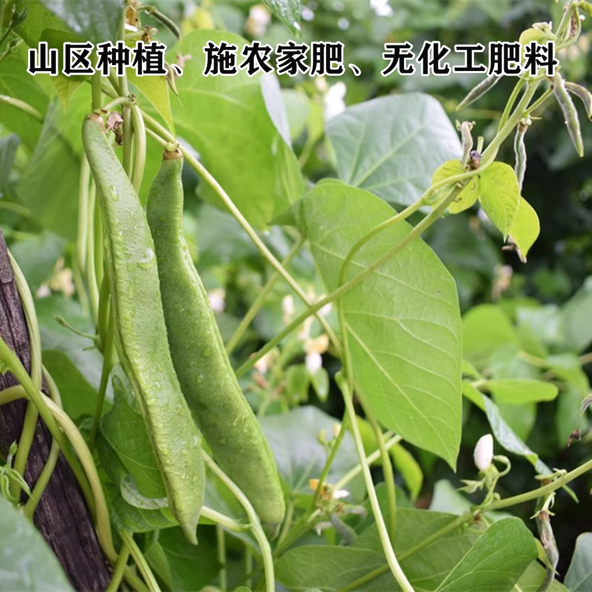 云南白芸豆干货500g云南大芸豆五谷杂粮白扁豆大云豆子白腰豆雪豆 - 图3