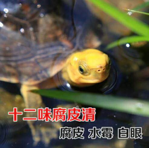 龟宝宝11十二味腐皮清黄喉水龟黄缘腐皮水霉白眼龟药去腐生肌包邮 - 图0