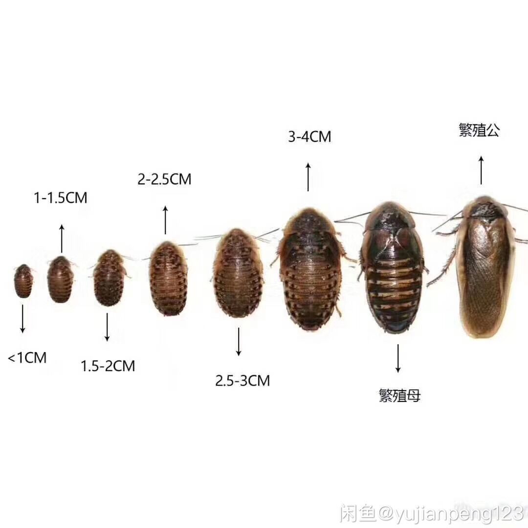 杜比亚蟑螂繁殖组幼体绿色守宫龙鱼活饵饲料新宠鸟类养殖营养活体