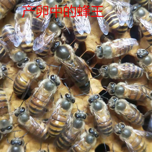 蜂具蜂药中囊灵中蜂囊状幼虫病药烂子灵中囊抗体蜜蜂药绿源种蜂场 - 图3
