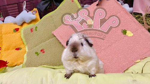 TSPP【挂毯】豚鼠婆婆荷兰猪宠物垫玩具垫 - 图0
