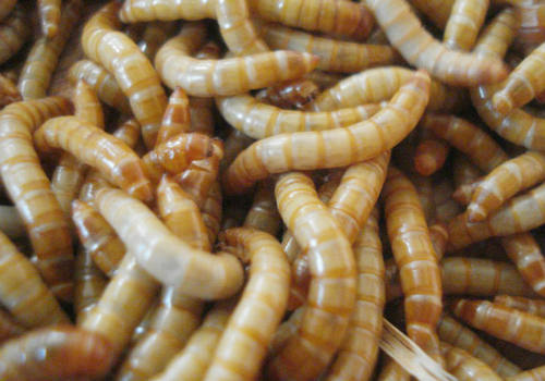 大麦虫活虫500g鲜活面包虫黄粉虫金龙鱼饲料活体画眉鸟八哥食虫子 - 图2