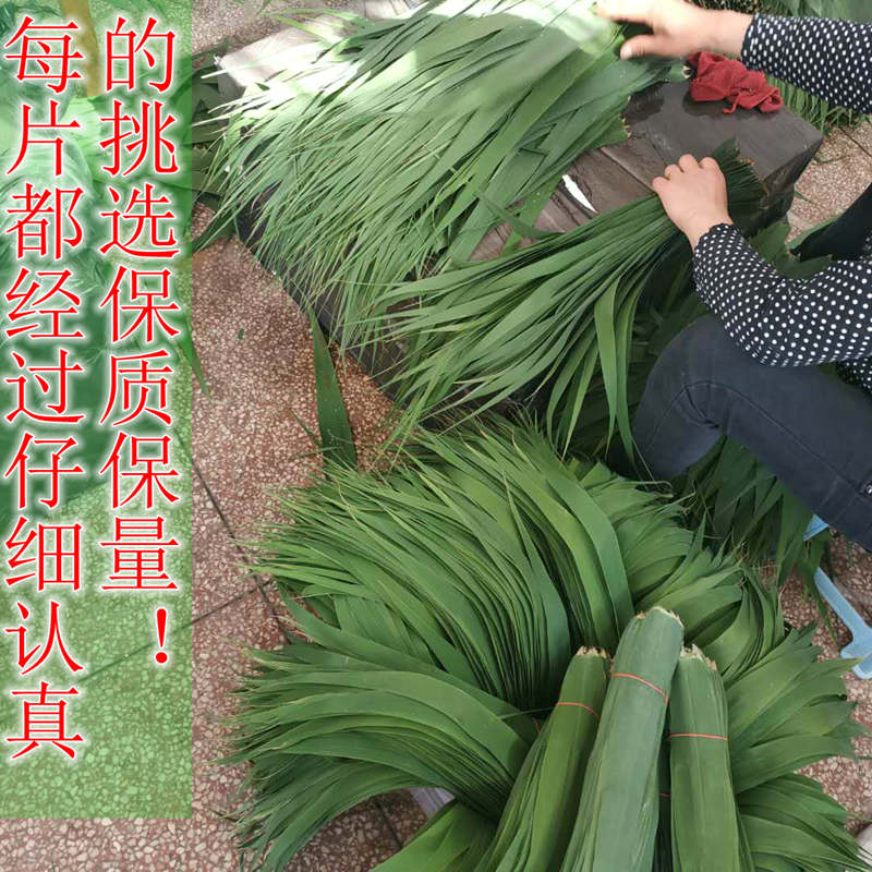 100片芦苇叶6厘米左右宽新鲜大粽叶端午节包粽子清香正宗野生粽叶 - 图2