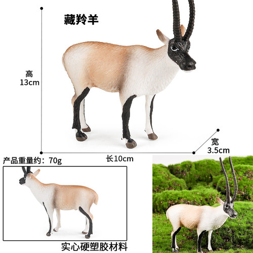 中国藏羚羊仿真模型叉角羚弯角剑羚瞪羚角马儿童认知玩具科普摆件 - 图0