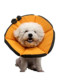 Elisabeth Circle Golden Retriever Anti-Licking Teddy Kitten Neutered