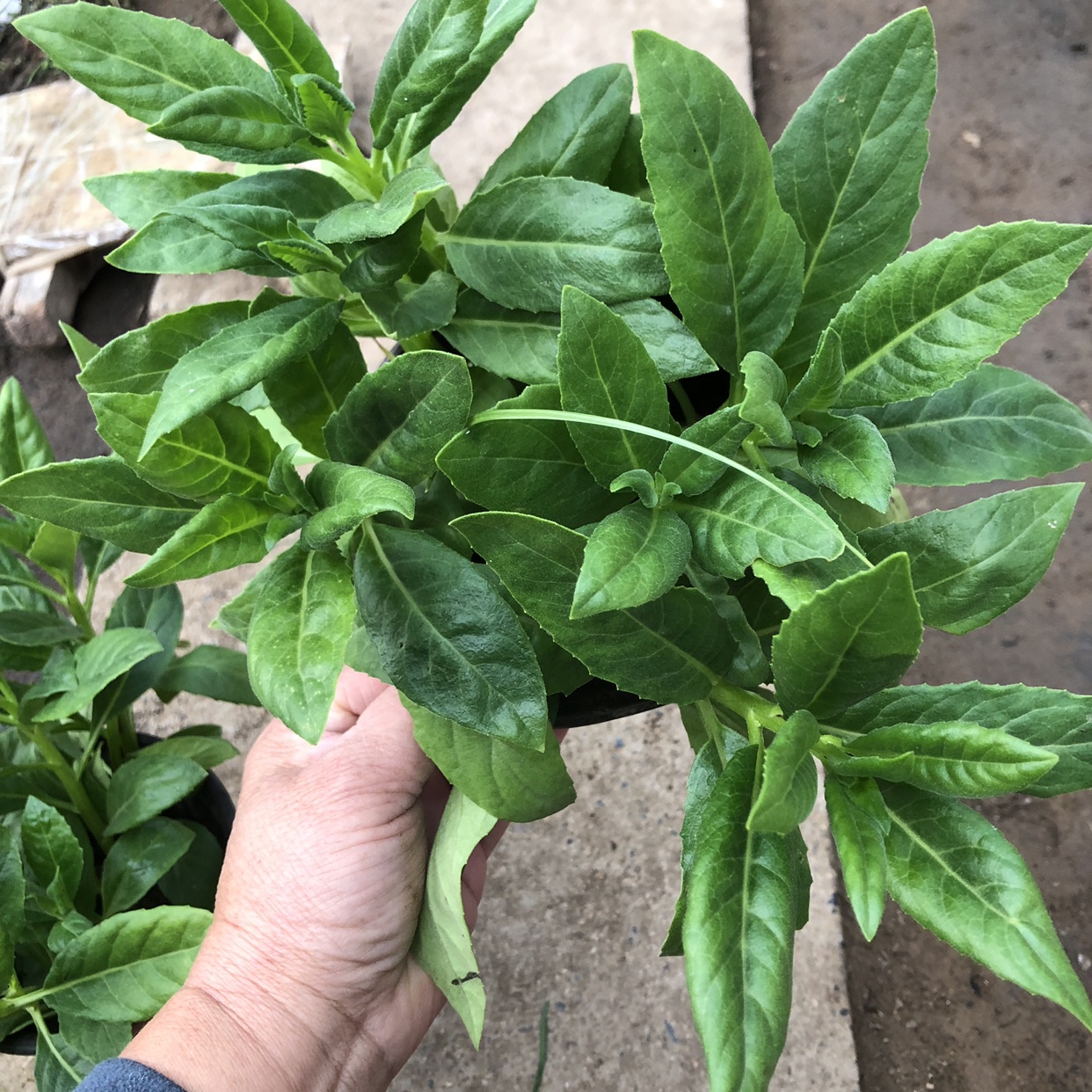 明月草苗盆栽白背菜蔬菜种植食用植物白子菜金鸡毛草 - 图1