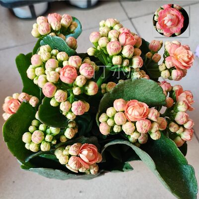 包邮超级大花女神金狐狸巴黎布朗变色长寿花带花苞阳台盆栽花卉 虎窝淘