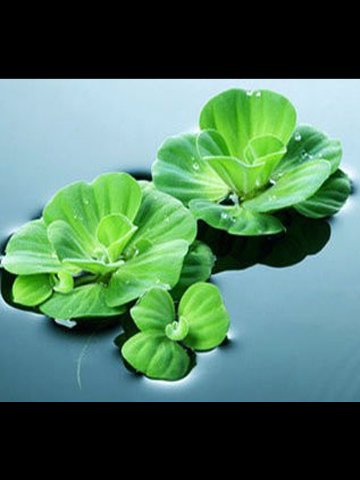 浮萍水草浮性草除NO3净化水质水芙蓉红毛丹圆心蝴蝶迷你叶小圆叶 - 图0