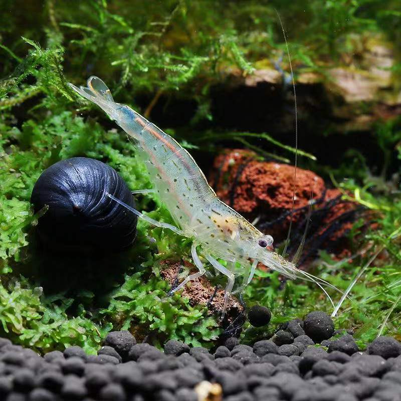 大和藻虾珍珠虾除丝藻除黑毛大河藻虾工具虾除藻能力极强观赏虾 - 图1