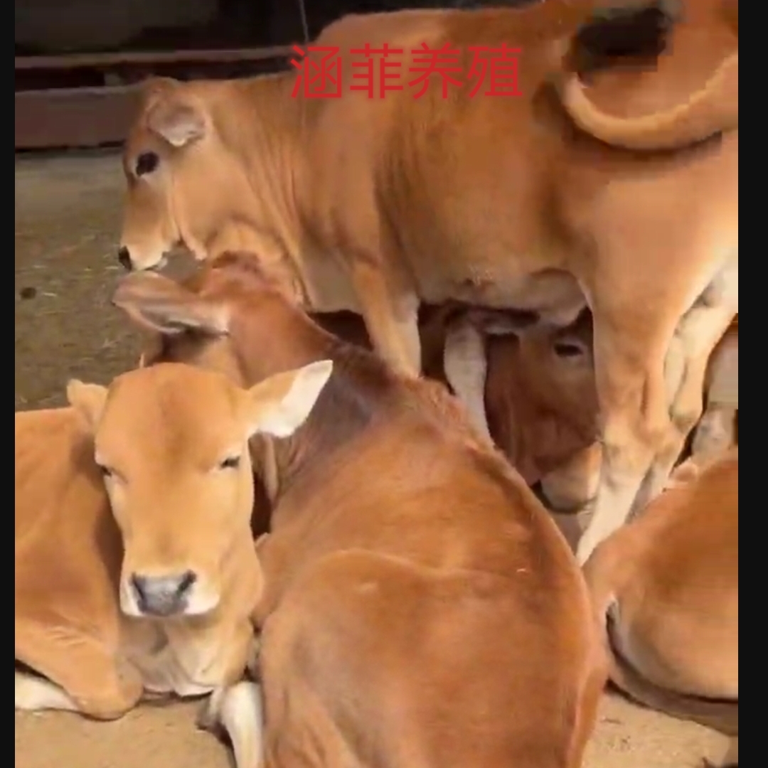 利木赞牛牛犊 小牛出售 家养肉牛牛犊 - 图1