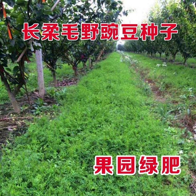 果园绿肥种子光叶紫花苕长柔毛野豌豆毛苕子养蜂蜜源植物牧草草籽 - 图2