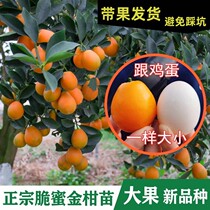 Melt Ante great fruit crispy skin sliding leather gold orange fruit sapling to pick up three generations of crisp honey golden mandarin South Northern with fruit potted plants