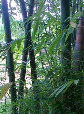 绿色植物宿舍竹节写真海报装饰画