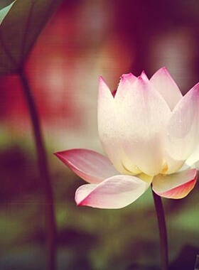 花卉植物写真壁纸海报装饰画