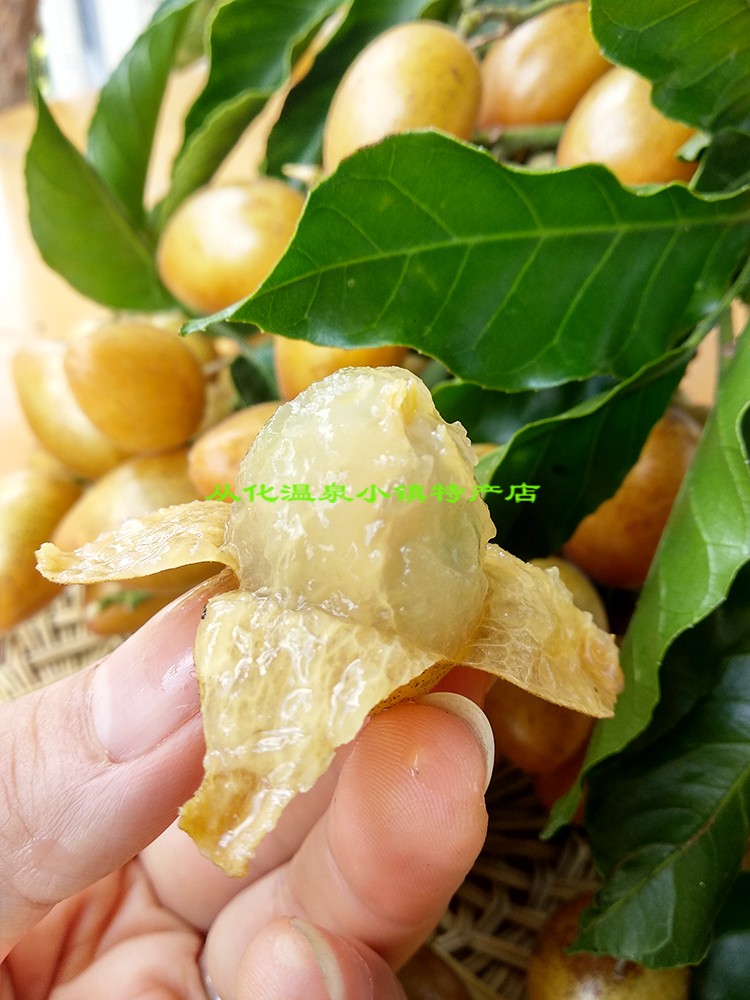 从化鸡心黄皮3斤新鲜黄皮果大果甜孕妇水果特产现摘 广东顺丰包邮