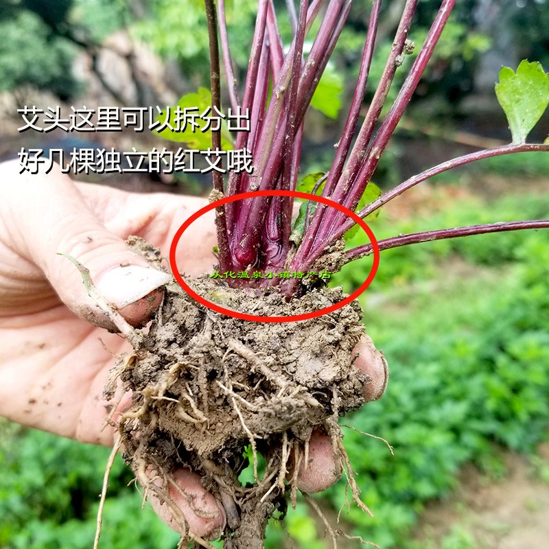 新鲜红艾草苗盆栽可食用珍珠菜苗250g带根艾苗室内四季绿植红艾苗 - 图0