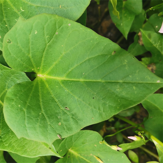 吃叶型红薯叶苗蔬菜可食用四季种植阳台白薯叶地瓜叶农家绿色植物 - 图3