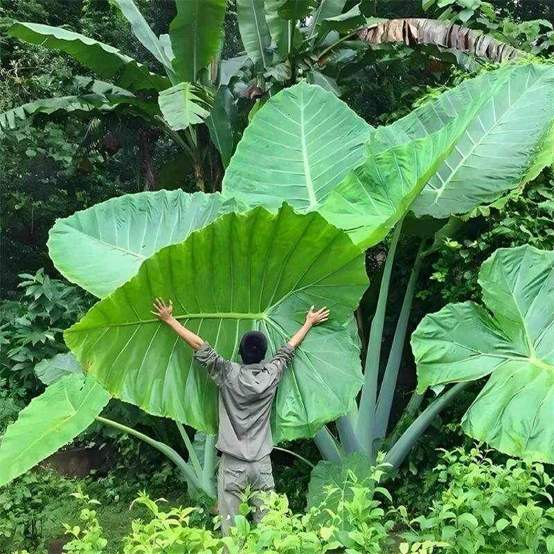 正宗象耳芋巨型大叶野芋盆栽北欧室内阳台好养绿植网红院子可水培,淘宝优惠券,粉丝福利购,淘宝优惠卷
