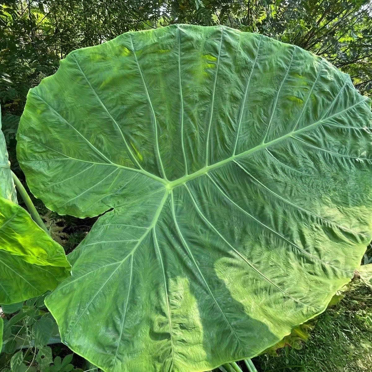 正宗象耳芋巨型大叶野芋盆栽北欧室内阳台好养绿植网红院子可水培,淘宝优惠券,粉丝福利购,淘宝优惠卷