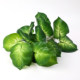 Simulated green plants decorative landscaping leaves pothos sibirica