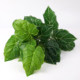 Simulated green plants decorative landscaping leaves pothos sibirica