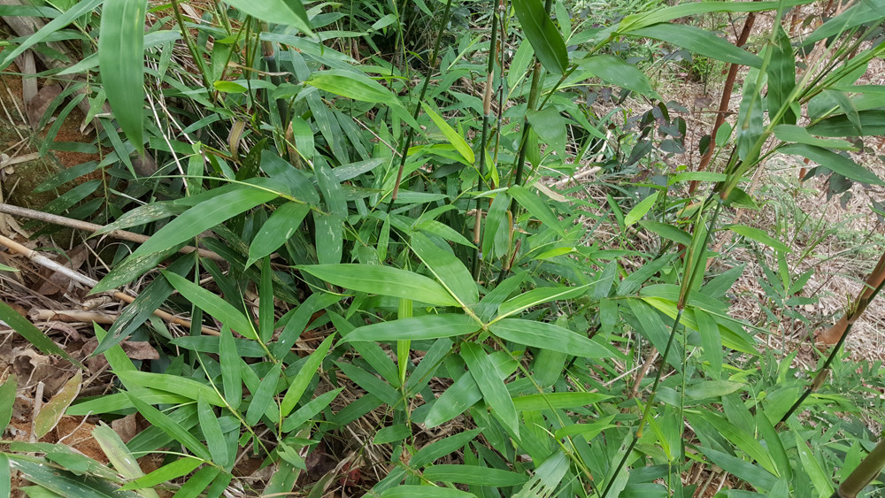 新鲜中药材天然竹针 竹心,竹叶芯