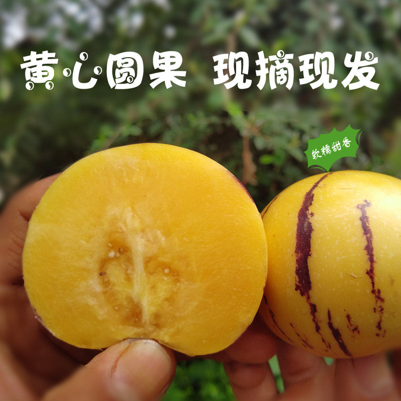 盛果邻  云南石林风化石人参果路花村黄心肉树上熟新鲜水果包邮,淘宝优惠券,粉丝福利购,淘宝优惠卷