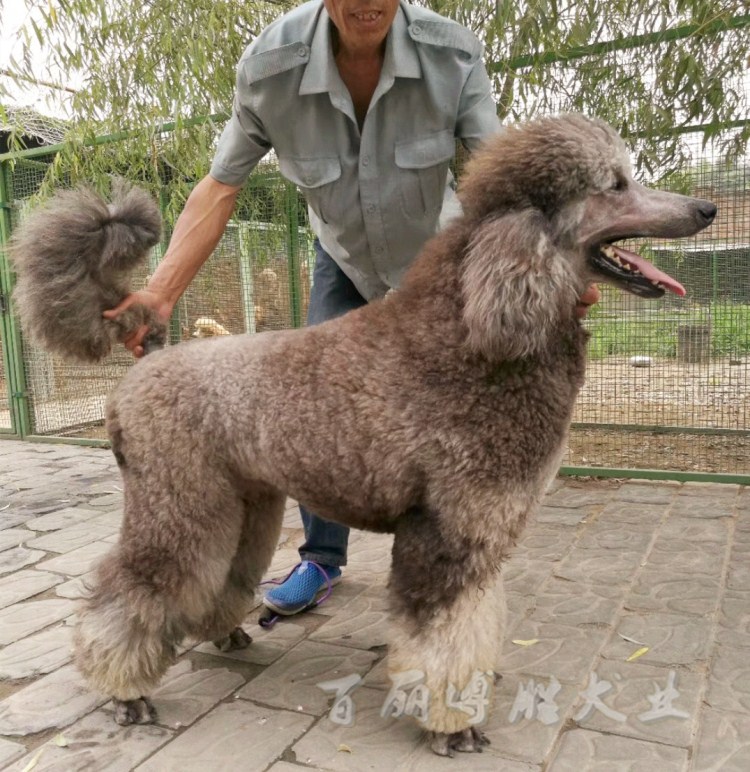 灰巨贵活体巨型贵宾犬幼犬宠物狗狗纯种大型不掉毛巨型泰迪签协议-图2