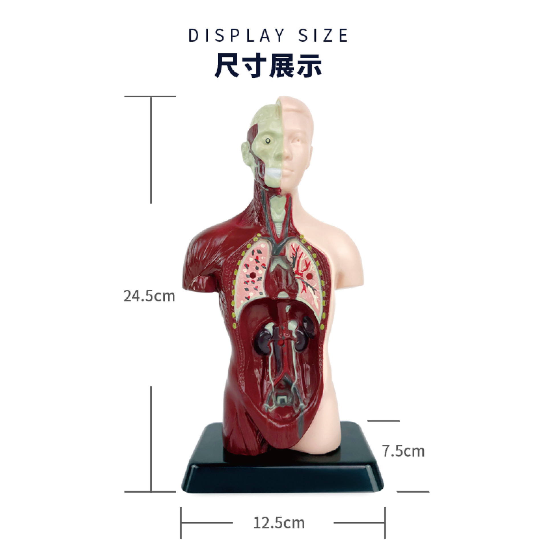 人体器官模型五脏六腑内脏立体玩具可拆卸拼装仿真医学身体骨骼架 - 图1