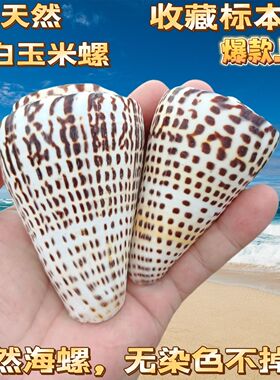 天然的海螺贝壳海螺壳白色玉米螺高贵芋螺鱼缸装饰品造景摆件收藏