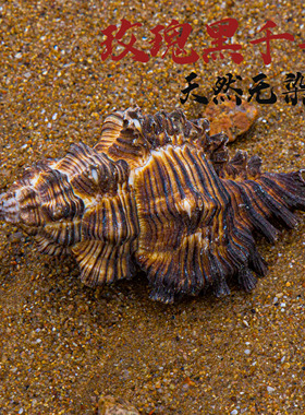 天然海螺贝壳玫瑰黑千手螺