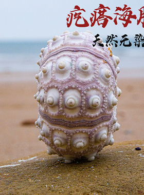 天然海螺贝壳海胆壳空凤海胆花盆