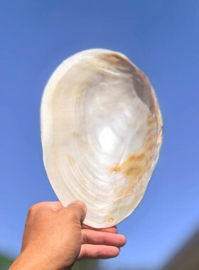天然大珍珠蚌壳超大贝壳拍摄道具海螺鱼缸造景装饰摆件果盘餐盘