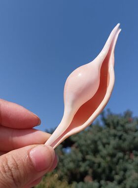 天然精品海螺贝壳糖果螺鱼缸水族造景装饰海洋风格创意家居摆件