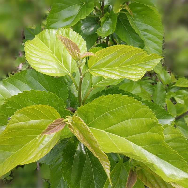 新鲜桑叶纯叶片现摘嫩桑叶学生养蚕食物小蚕宝宝包邮湖北武汉发货