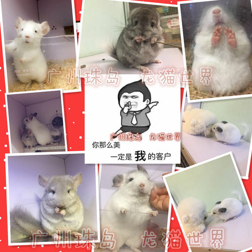 进口龙猫宝宝 长毛  标灰 米色 银斑 粉白  紫灰 广州欢迎到店挑 - 图1