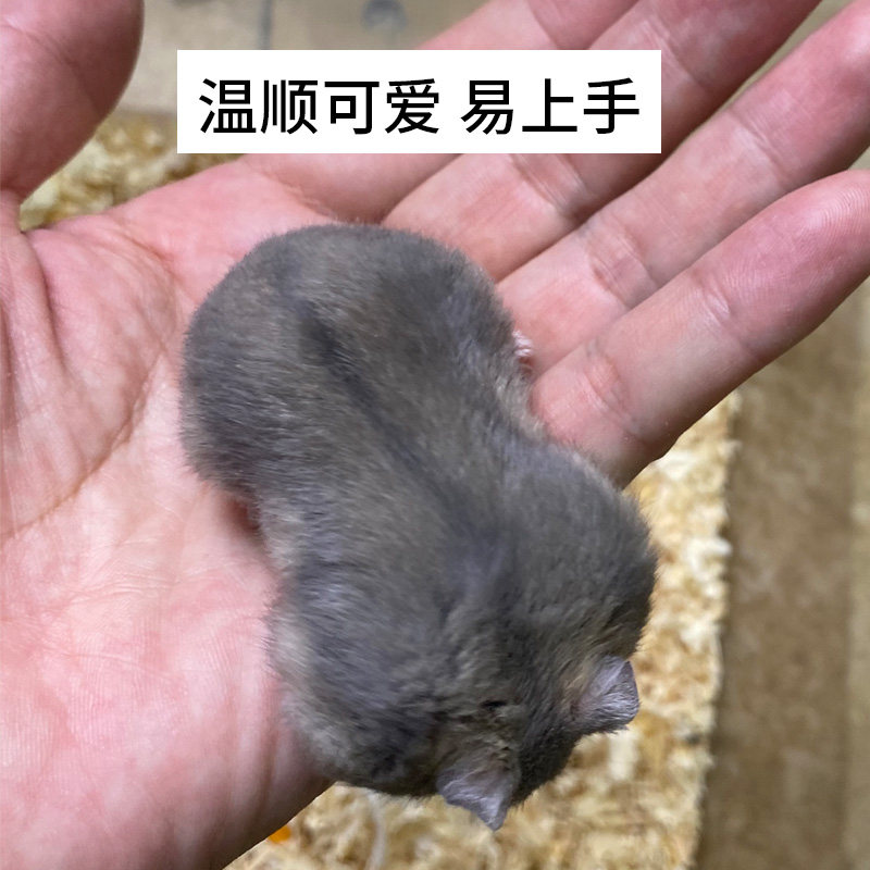 侏儒三线紫仓仓鼠公母的小仓鼠宠物网红苍鼠类小宠物小型好养,淘宝优惠券,粉丝福利购,淘宝优惠卷