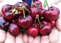 The car is a big cherry fresh and a big cherry.