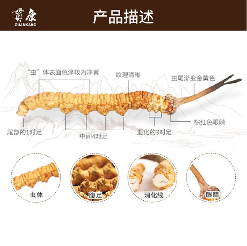 贯康冬虫夏草正品西藏那曲精选虫草3-3.5根1克头期干虫草50克礼盒 - 图2