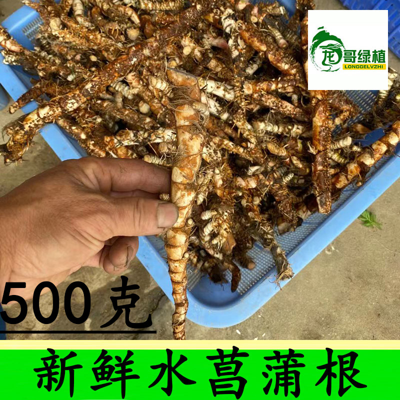 新鲜水菖蒲根中药 臭蒲根 菖蒲龙根500克 中药材 - 图0