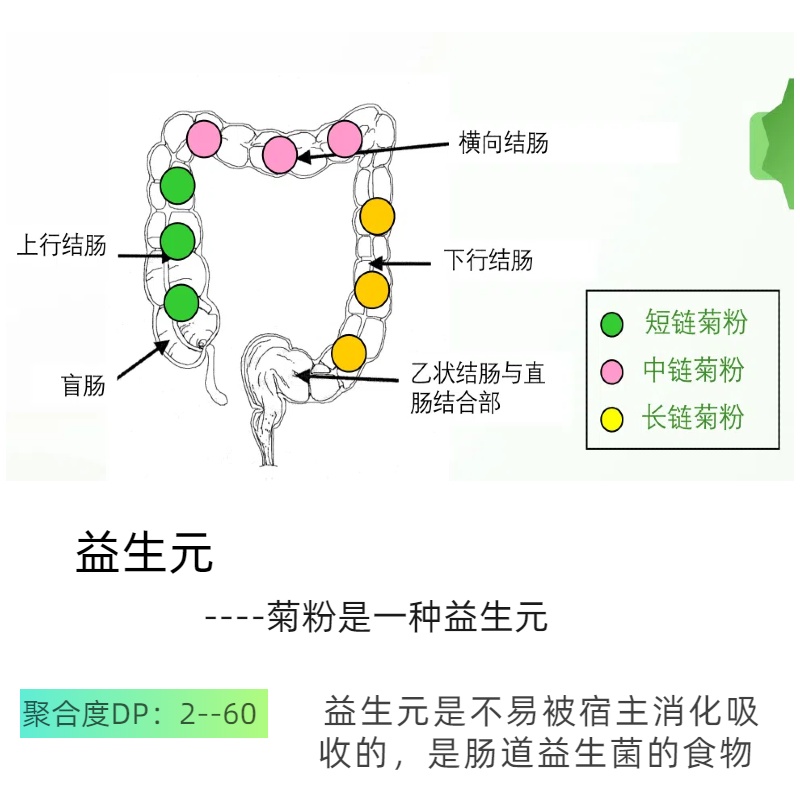 HSI型500克/袋*2袋共1KG比利时进口orafti纯菊粉膳食纤维益生元菌 - 图2