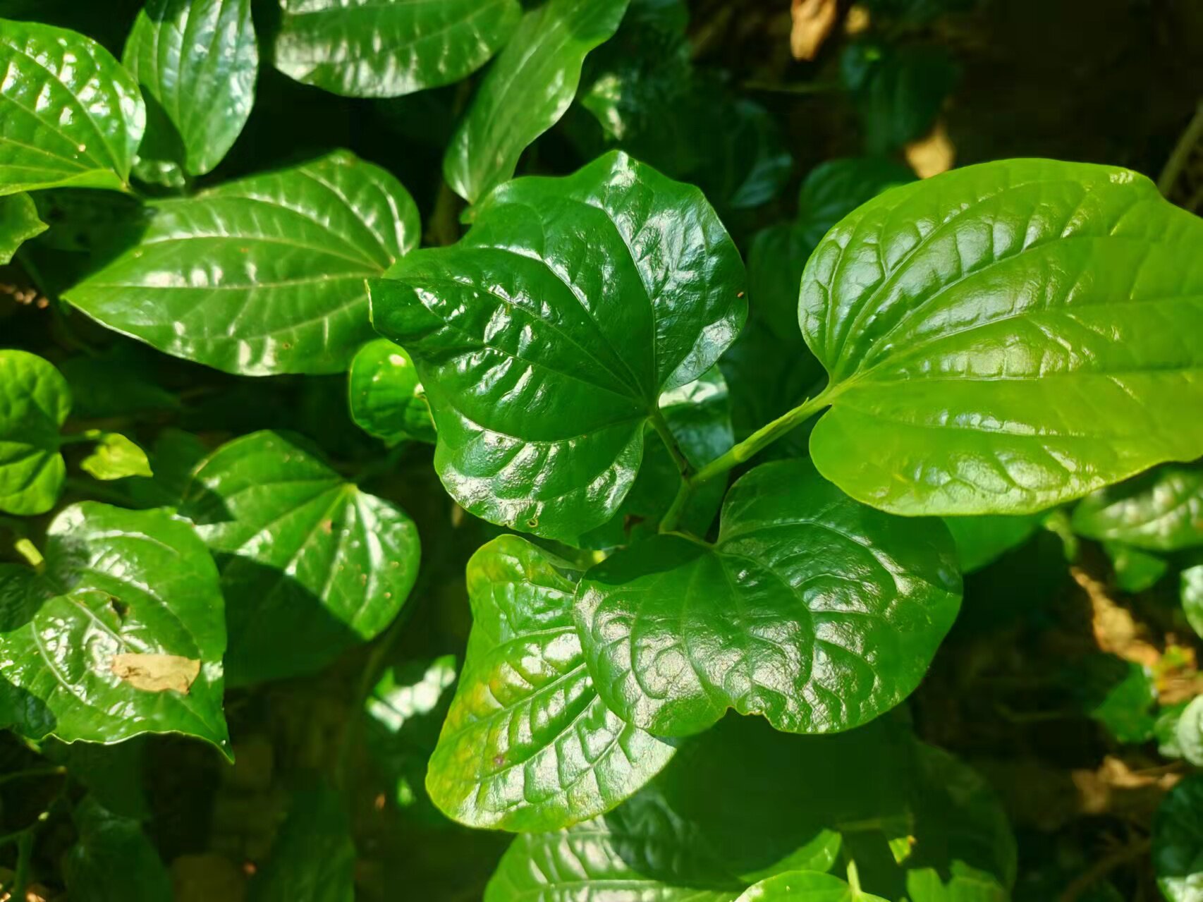 蛤蝼叶海南食用野菜新鲜篓叶山捞叶青蒌越南菜假蒌叶哈喽叶蛤蒌叶_虎窝淘