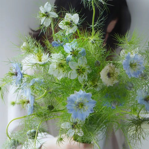 黑种草穴盘苗阳台庭院花园组合盆栽植物高杆切花耐寒耐热满18包邮 - 图1